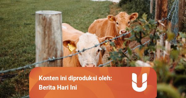 3 Ayat Al Quran Tentang Perintah Berkurban | kumparan.com